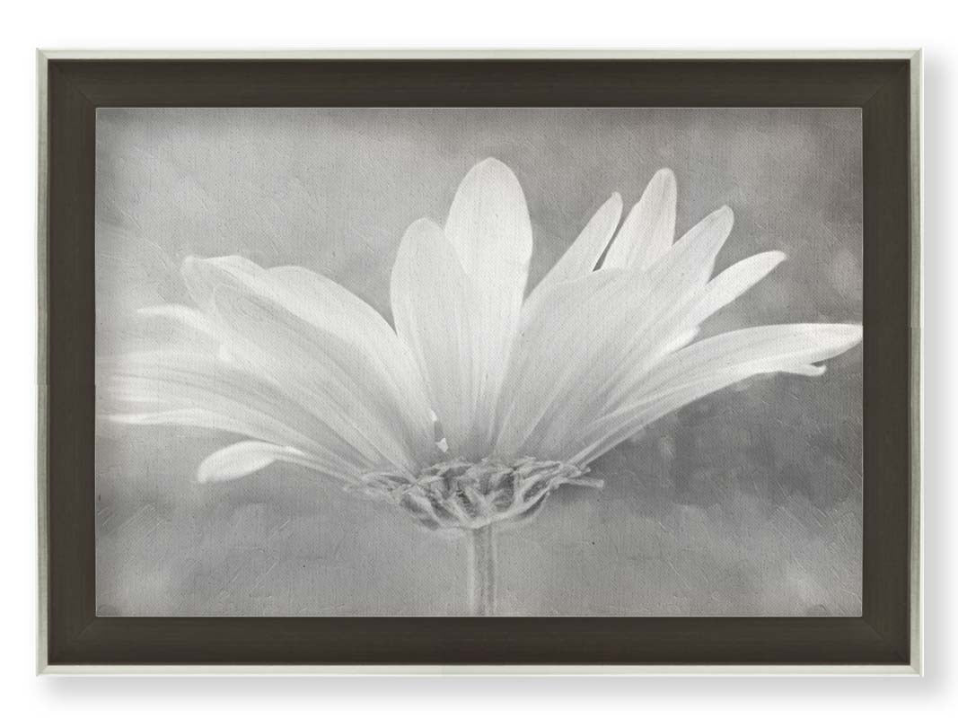 A closeup photograph of a white daisy in grayscale, against an out of focus background. Printed on canvas and framed.