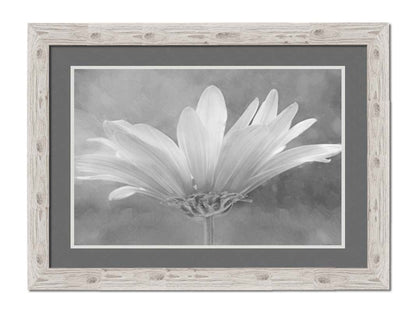 A closeup photograph of a white daisy in grayscale, against an out of focus background. Printed on paper, matted, and framed.