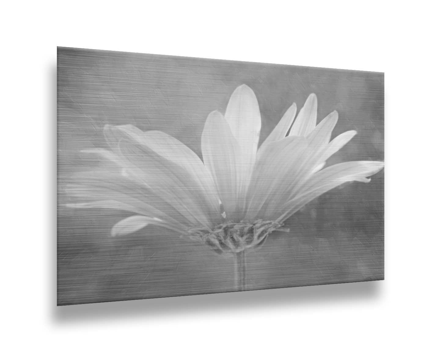 A closeup photograph of a white daisy in grayscale, against an out of focus background. Printed on metal.