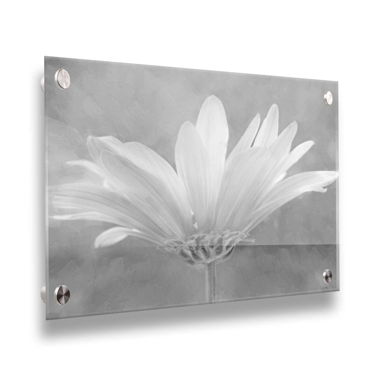 A closeup photograph of a white daisy in grayscale, against an out of focus background. Printed on acrylic.