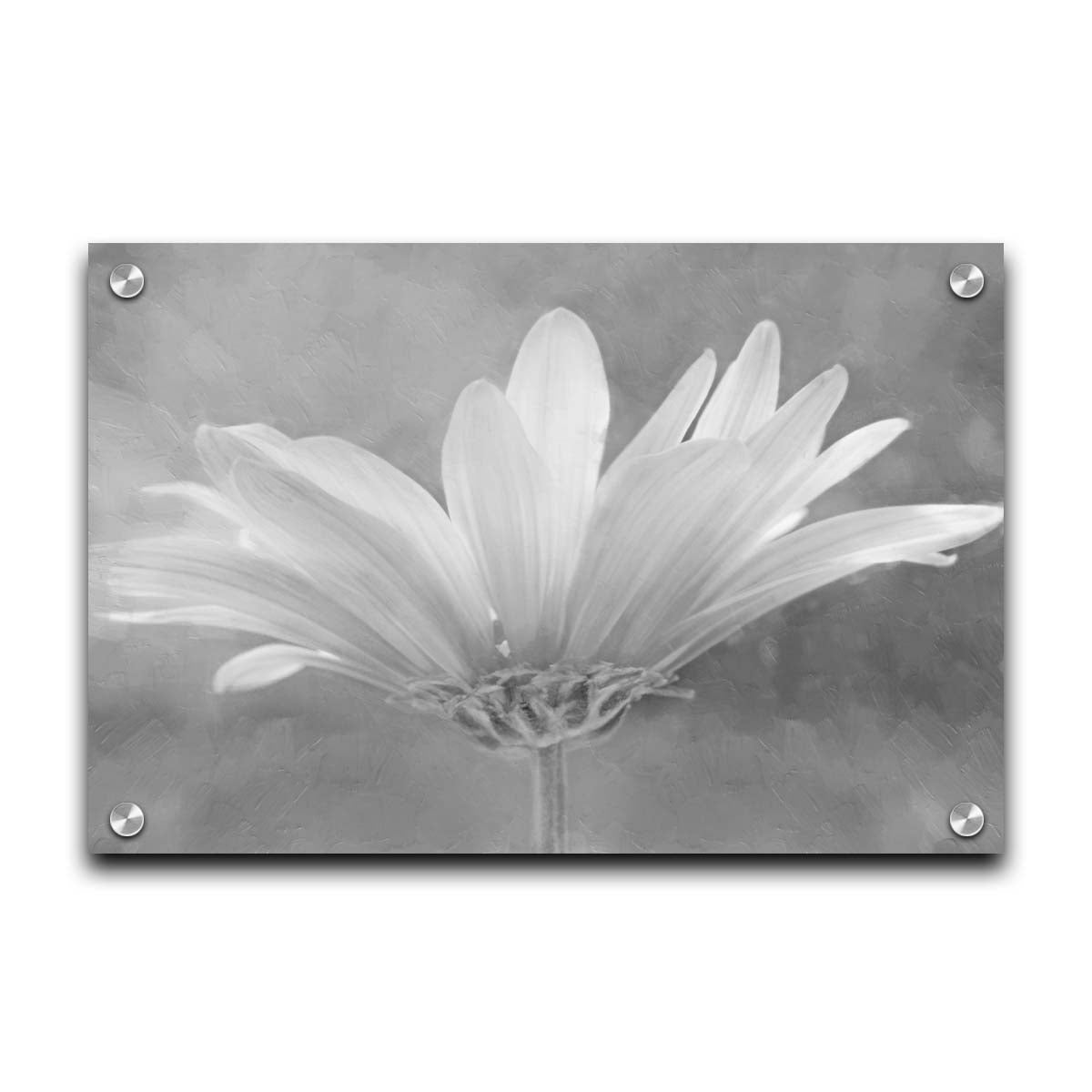 A closeup photograph of a white daisy in grayscale, against an out of focus background. Printed on acrylic.