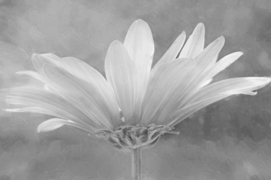 A closeup photograph of a white daisy in grayscale, against an out of focus background.