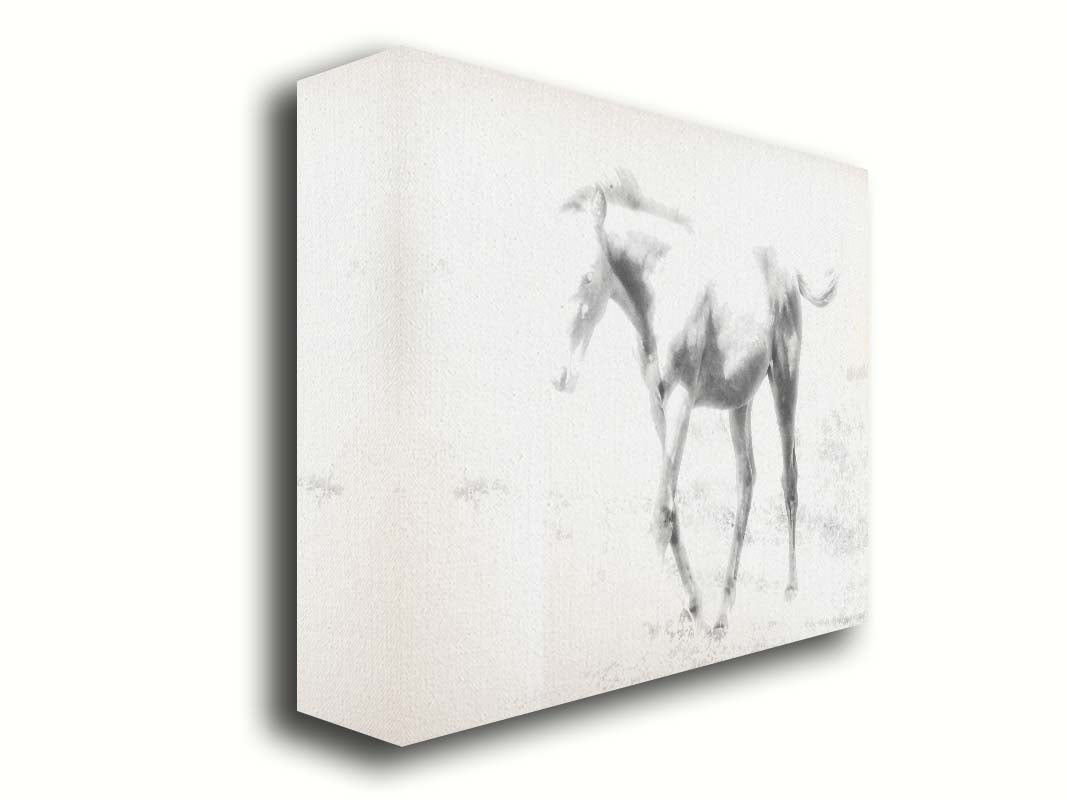 A high-key black and white photograph of a charming foal trotting through a field. Printed on canvas.