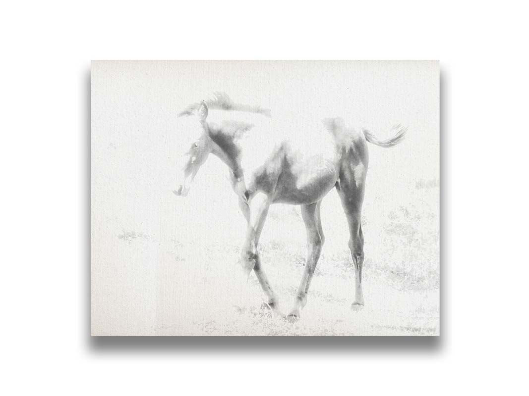 A high-key black and white photograph of a charming foal trotting through a field. Printed on canvas.