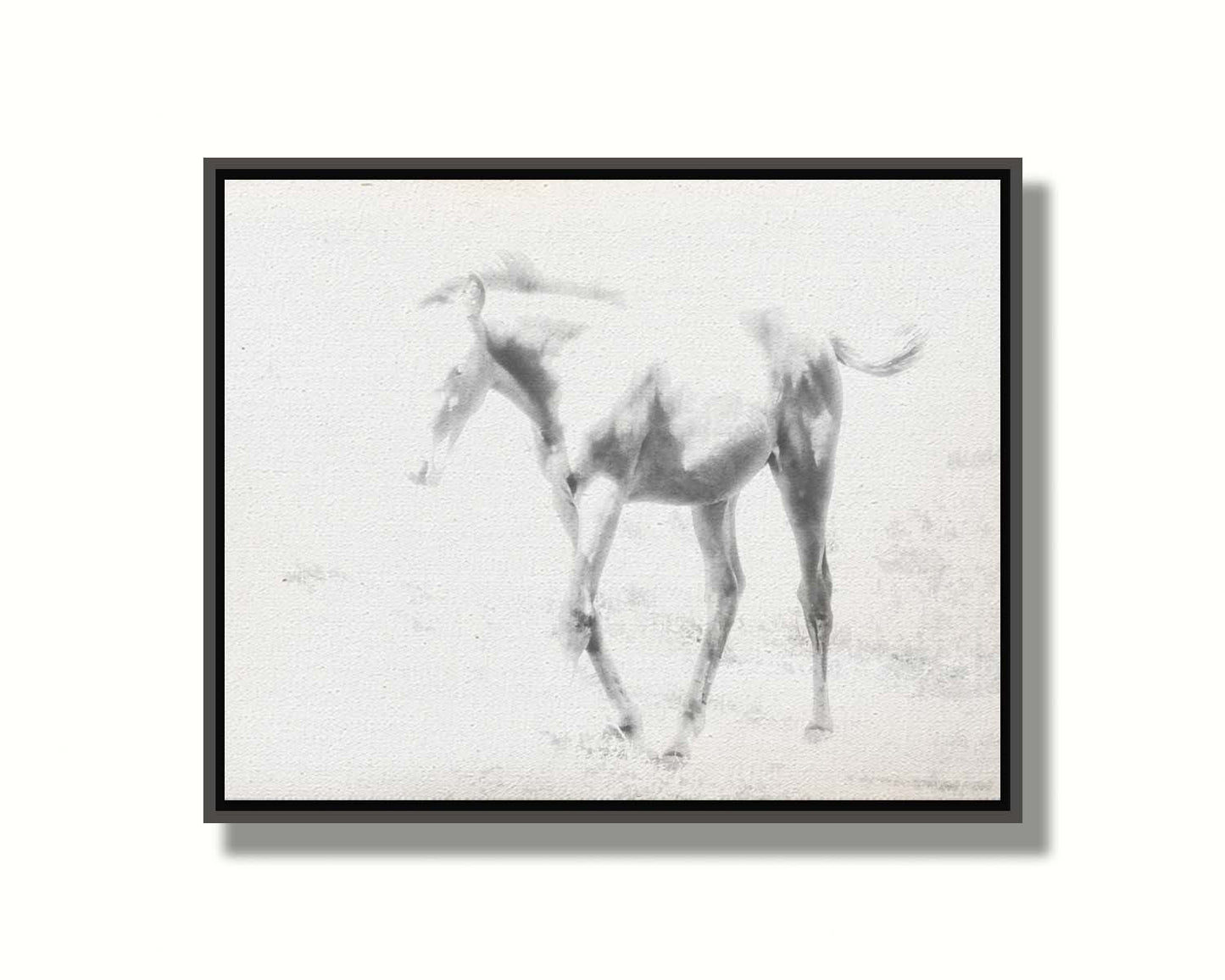 A high-key black and white photograph of a charming foal trotting through a field. Printed on canvas in a float frame.