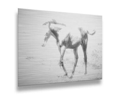 A high-key black and white photograph of a charming foal trotting through a field. Printed on metal.