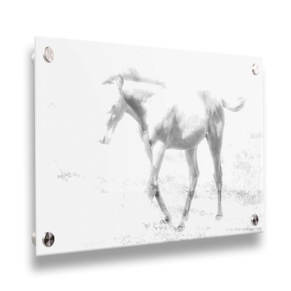 A high-key black and white photograph of a charming foal trotting through a field. Printed on acrylic.