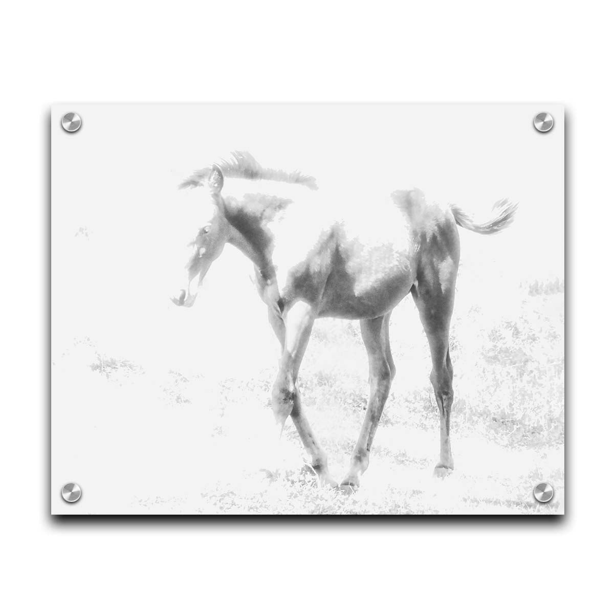 A high-key black and white photograph of a charming foal trotting through a field. Printed on acrylic.