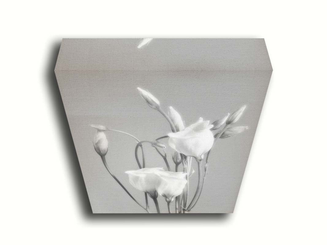 A photograph by Hal Halli. This grayscale still life features delicate white flowers, contrasted against a darker gray background. Printed on canvas.