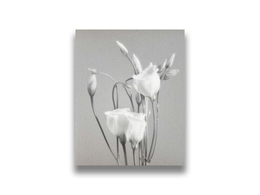 A photograph by Hal Halli. This grayscale still life features delicate white flowers, contrasted against a darker gray background. Printed on canvas.