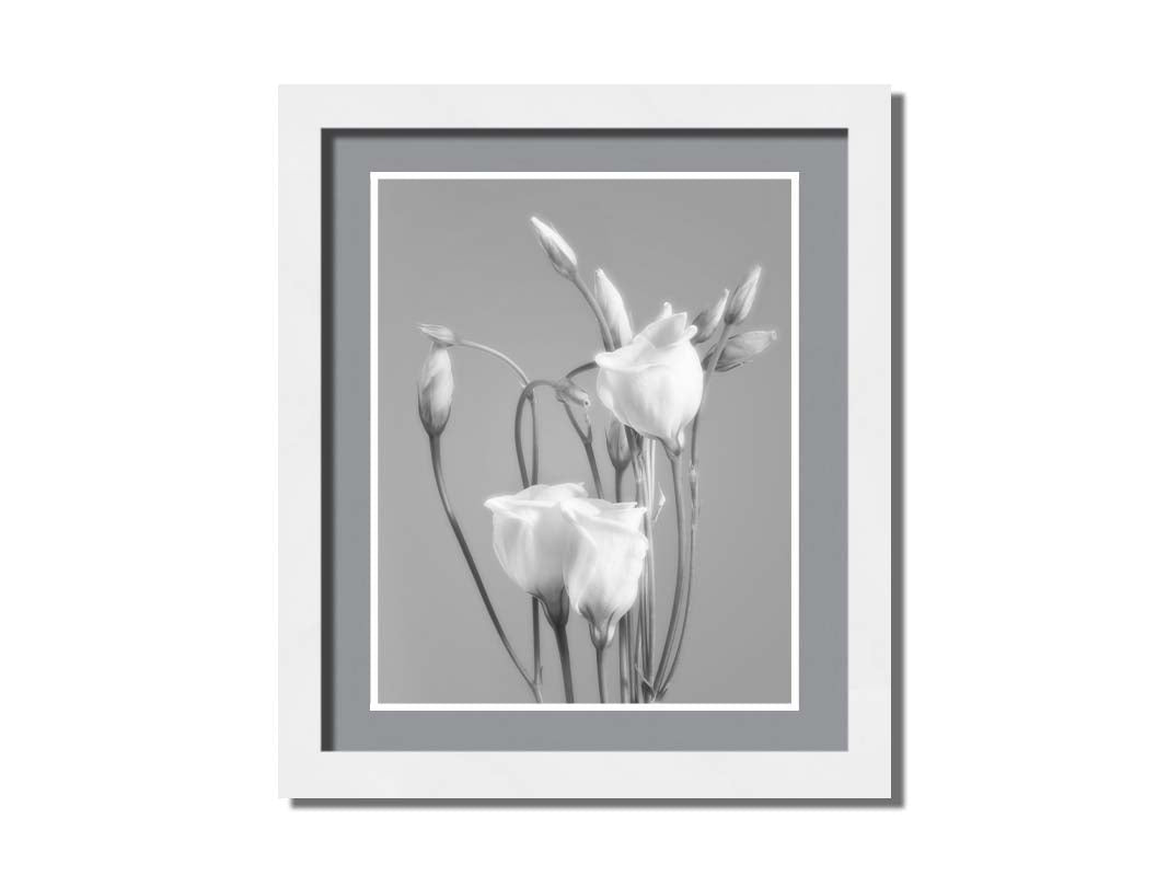 A photograph by Hal Halli. This grayscale still life features delicate white flowers, contrasted against a darker gray background. Printed on paper, matted, and framed.