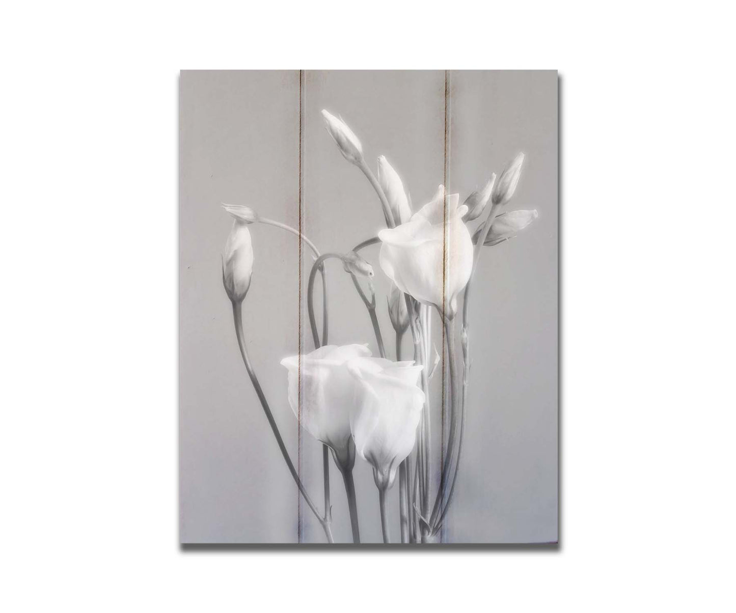 A photograph by Hal Halli. This grayscale still life features delicate white flowers, contrasted against a darker gray background. Printed on a box board.