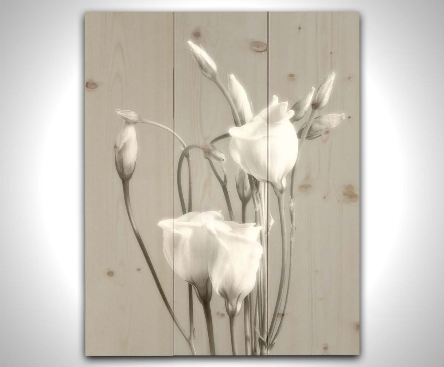 A photograph by Hal Halli. This grayscale still life features delicate white flowers, contrasted against a darker gray background. Printed on a wood pallet.