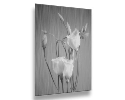 A photograph by Hal Halli. This grayscale still life features delicate white flowers, contrasted against a darker gray background. Printed on metal.