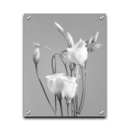 A photograph by Hal Halli. This grayscale still life features delicate white flowers, contrasted against a darker gray background. Printed on acrylic.