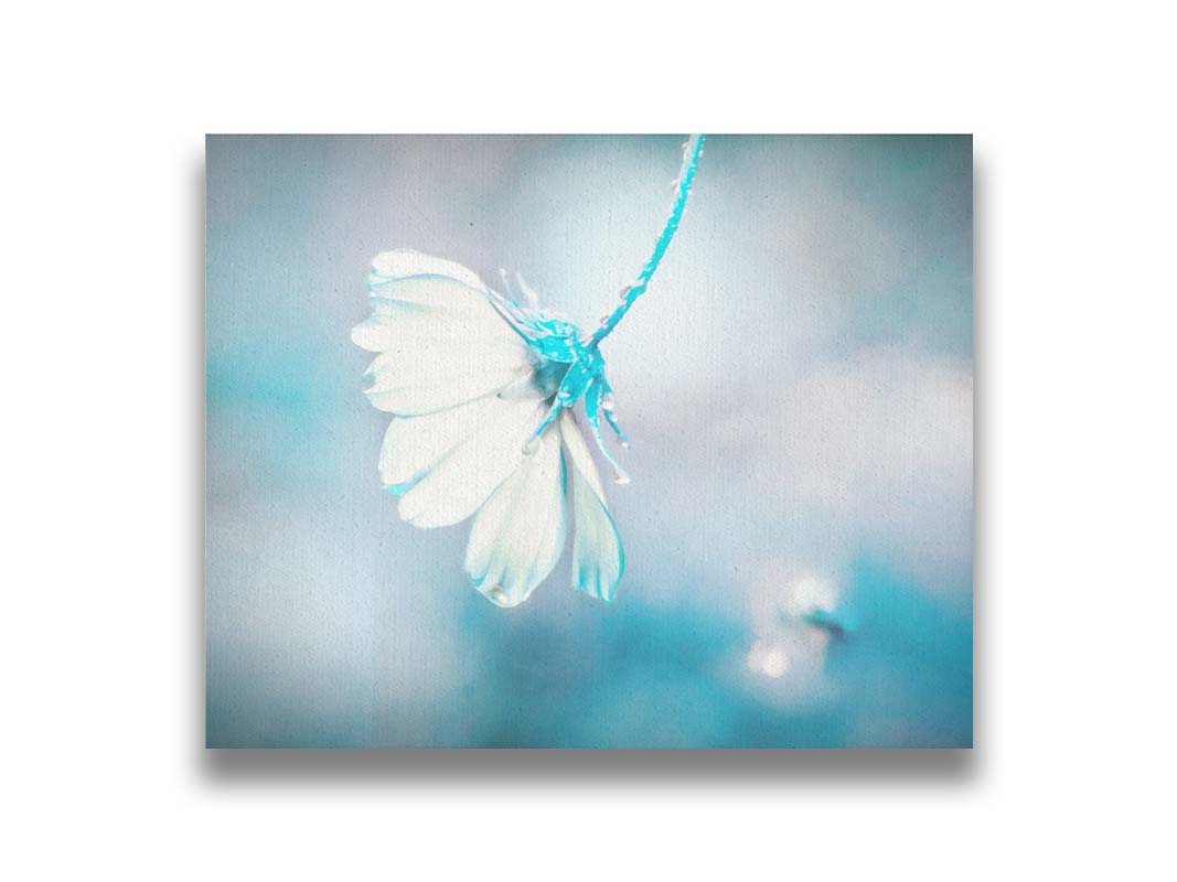 A photograph with a limited color palette of white, gray, and blue. The low depth of field creates a soft bokeh background. Printed on canvas.