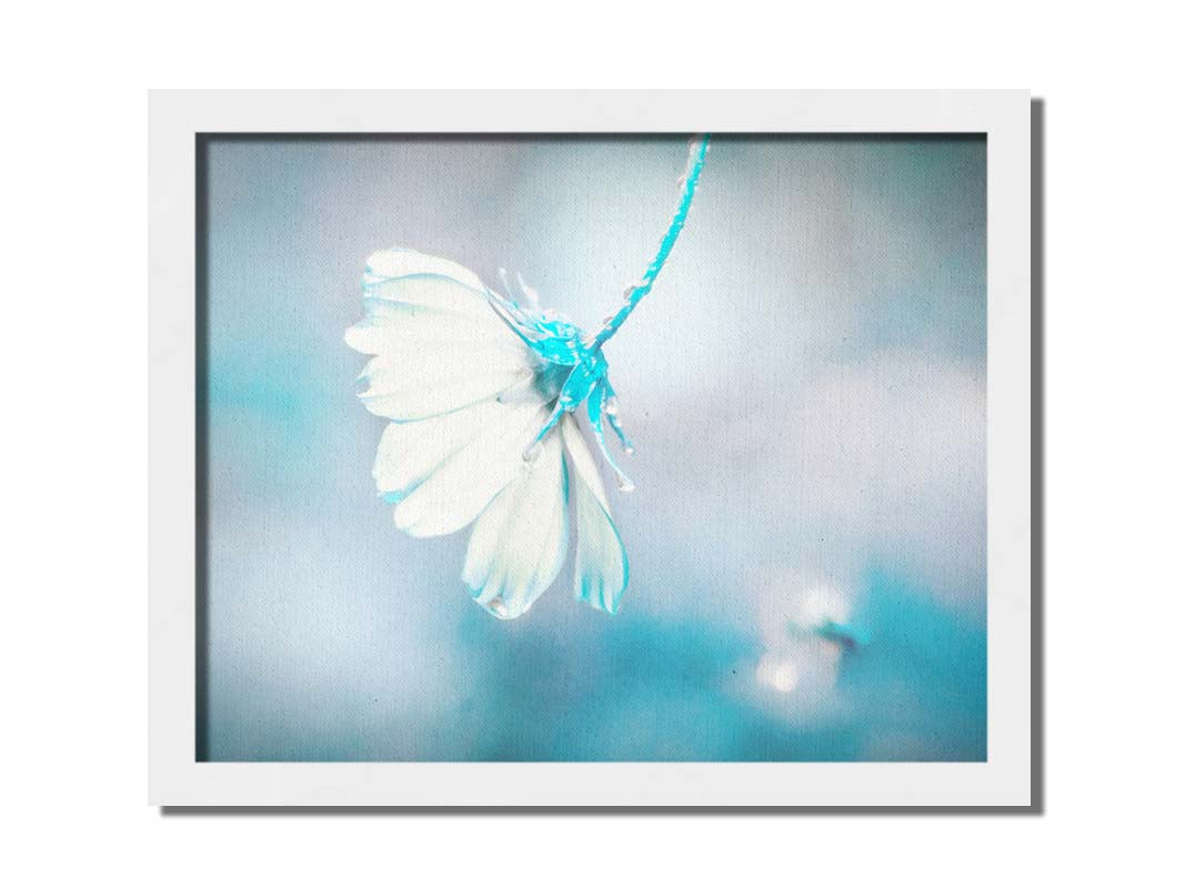 A photograph with a limited color palette of white, gray, and blue. The low depth of field creates a soft bokeh background. Printed on canvas and framed.