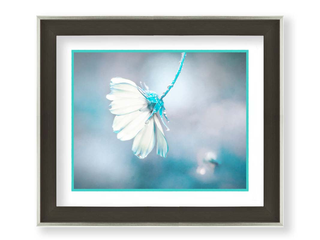 A photograph with a limited color palette of white, gray, and blue. The low depth of field creates a soft bokeh background. Printed on paper, matted, and framed.