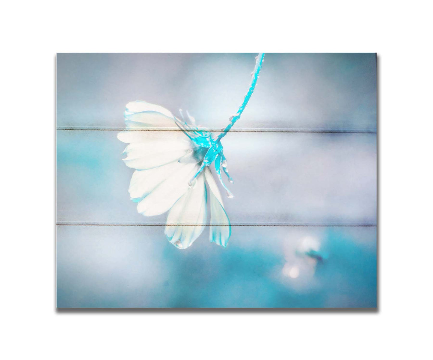 A photograph with a limited color palette of white, gray, and blue. The low depth of field creates a soft bokeh background. Printed on a box board.