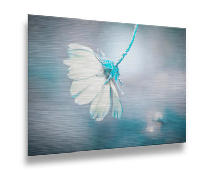 A photograph with a limited color palette of white, gray, and blue. The low depth of field creates a soft bokeh background. Printed on metal.