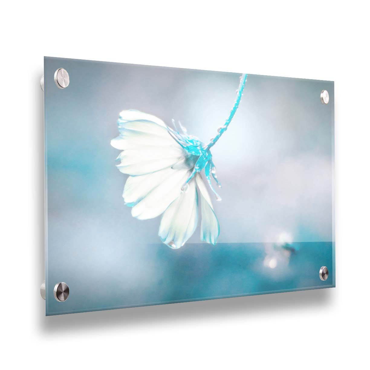 A photograph with a limited color palette of white, gray, and blue. The low depth of field creates a soft bokeh background. Printed on acrylic.