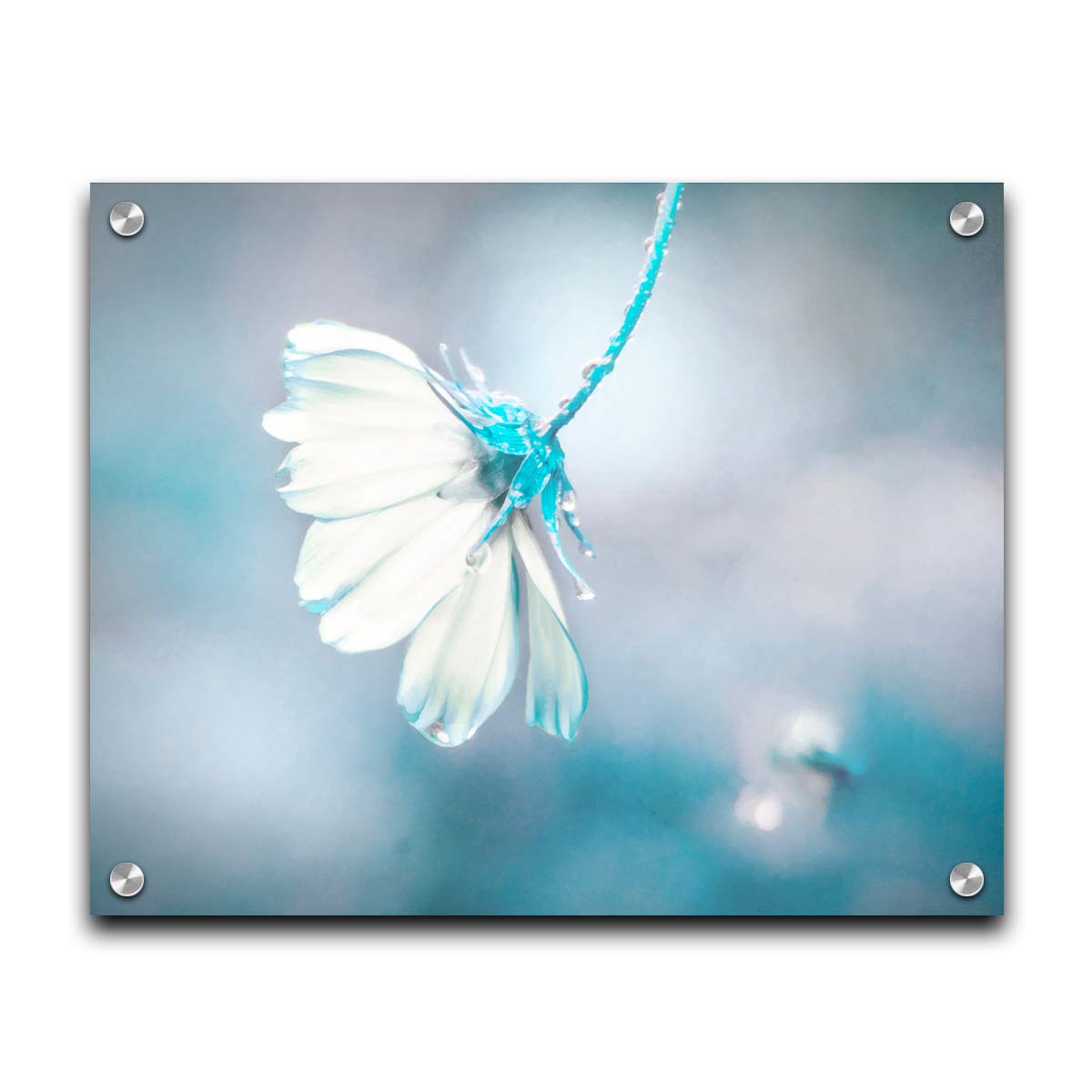 A photograph with a limited color palette of white, gray, and blue. The low depth of field creates a soft bokeh background. Printed on acrylic.