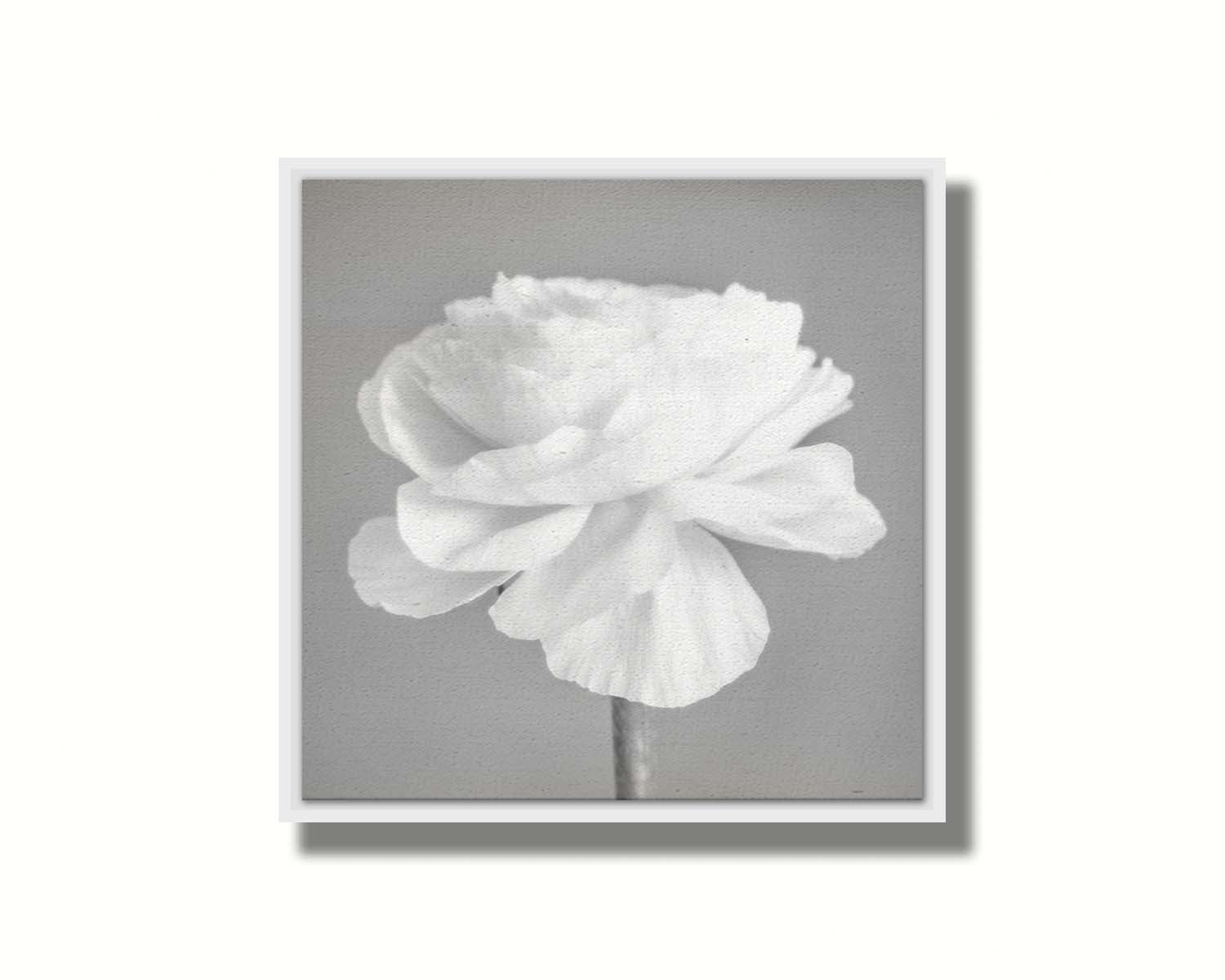 A square grayscale photograph of a light flower. Printed on canvas in a float frame.