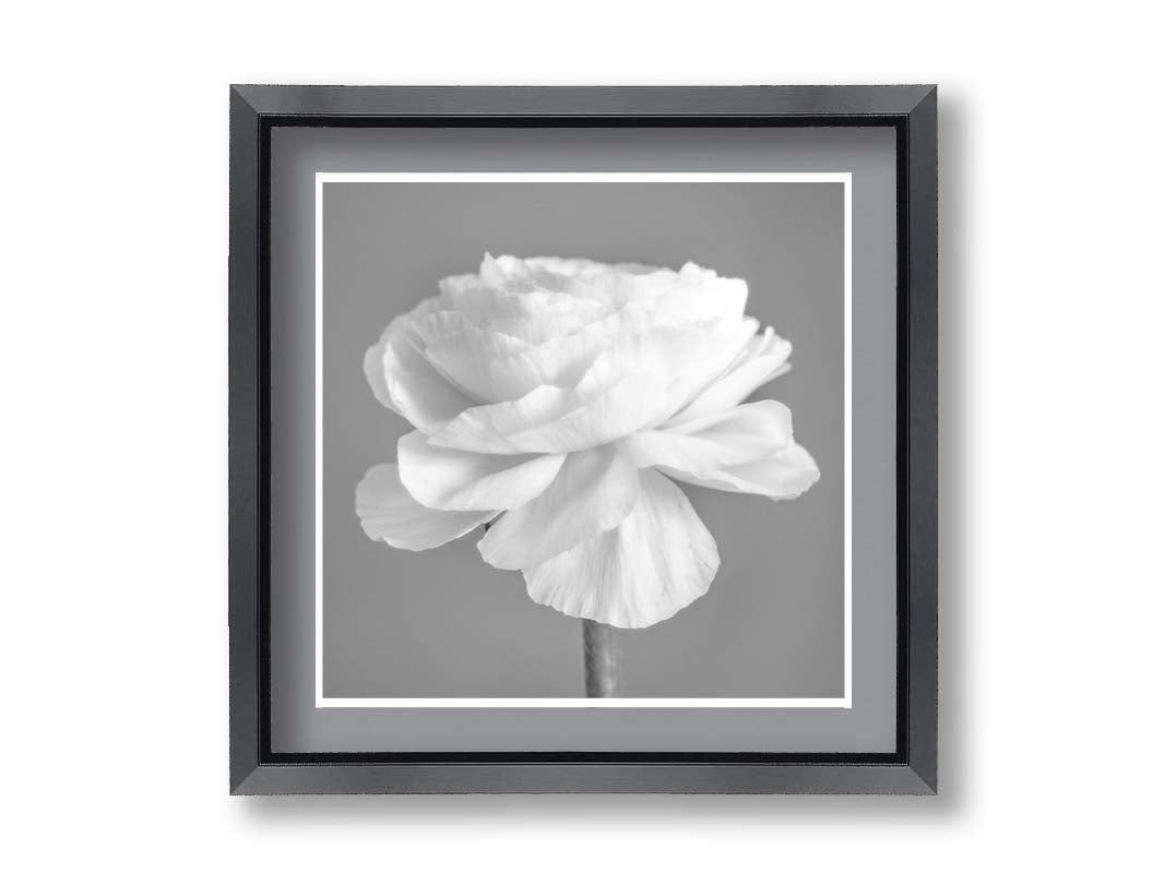 A square grayscale photograph of a light flower. Printed on paper, matted, and framed.