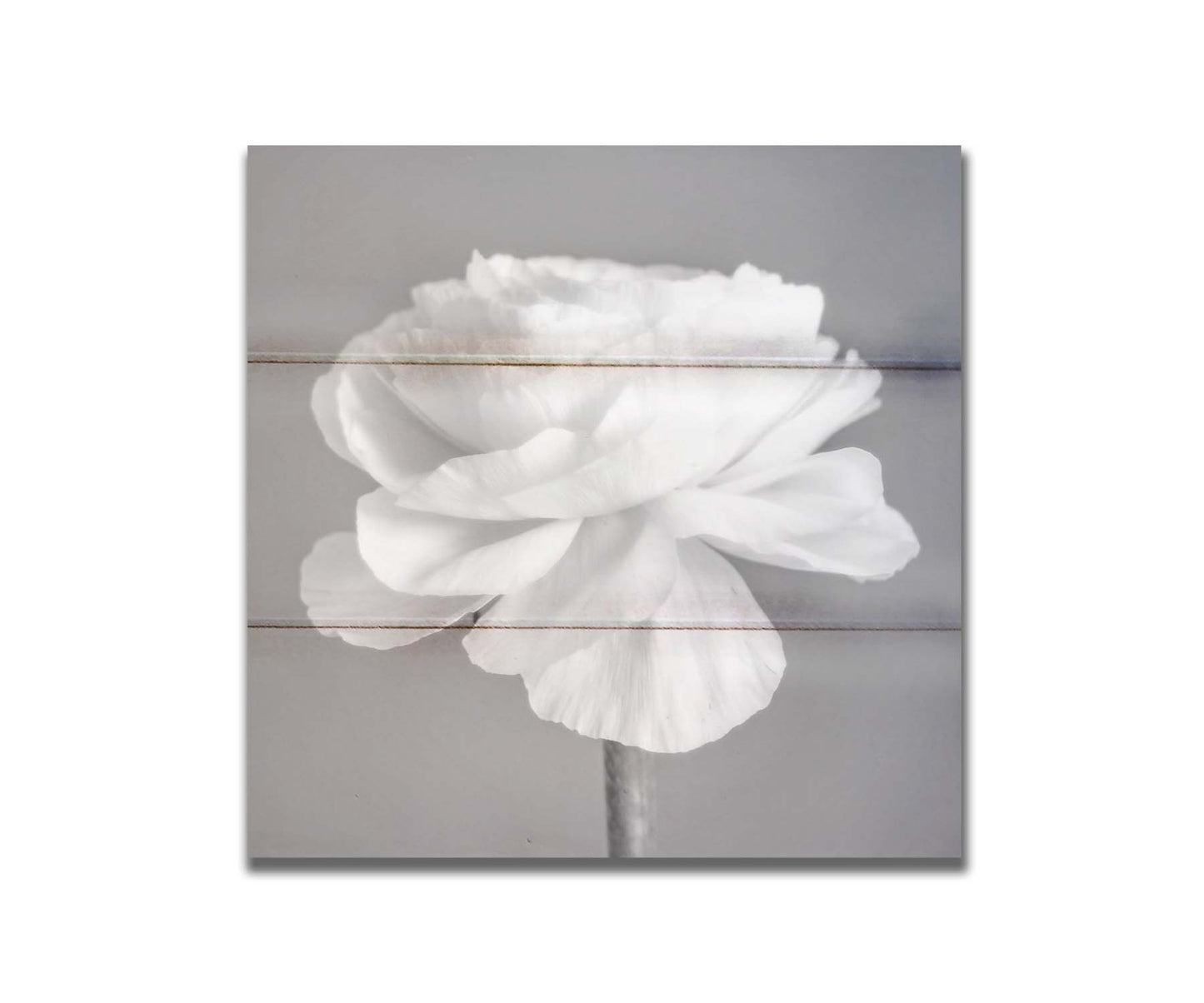 A square grayscale photograph of a light flower. Printed on a box board.