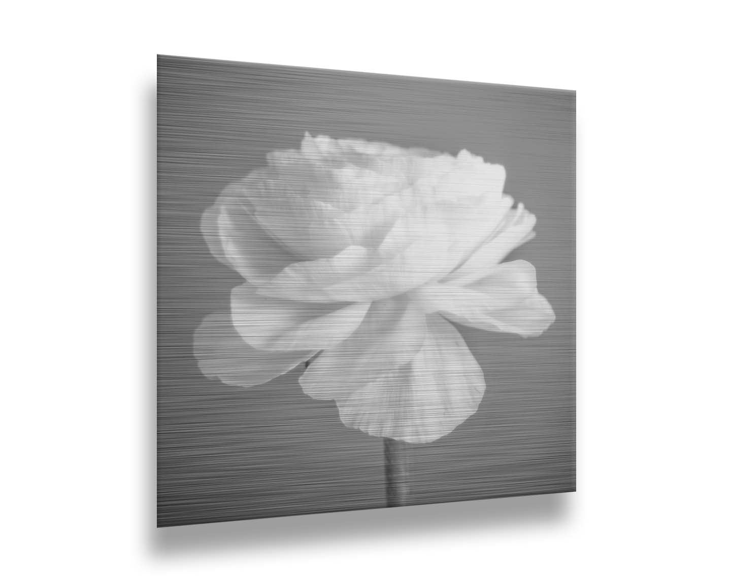 A square grayscale photograph of a light flower. Printed on metal.