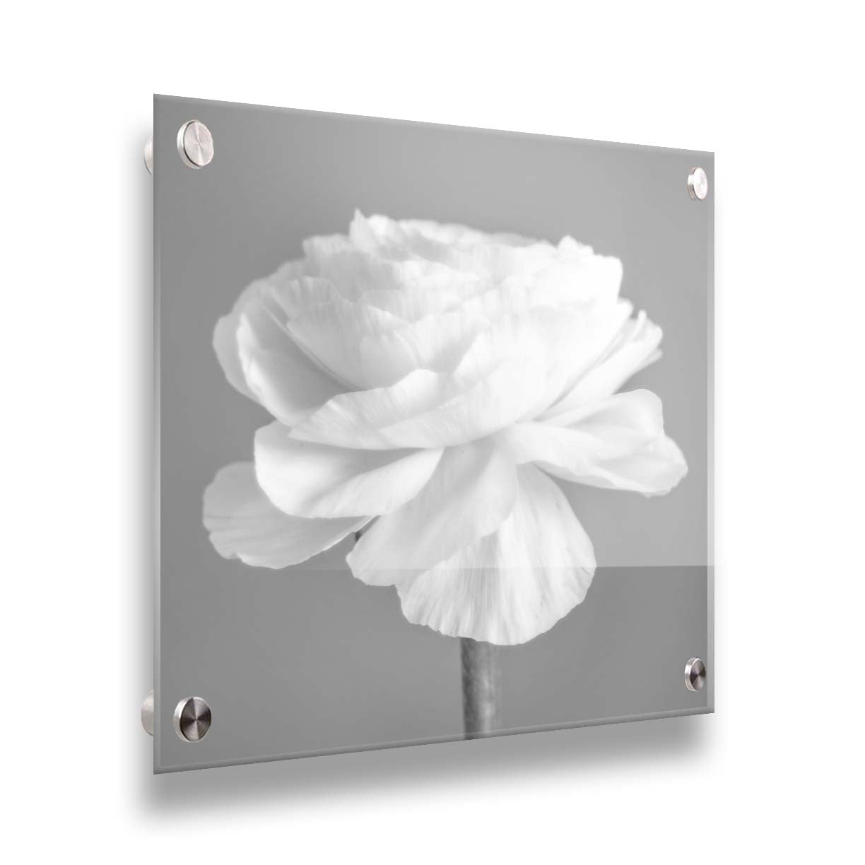 A square grayscale photograph of a light flower. Printed on acrylic.