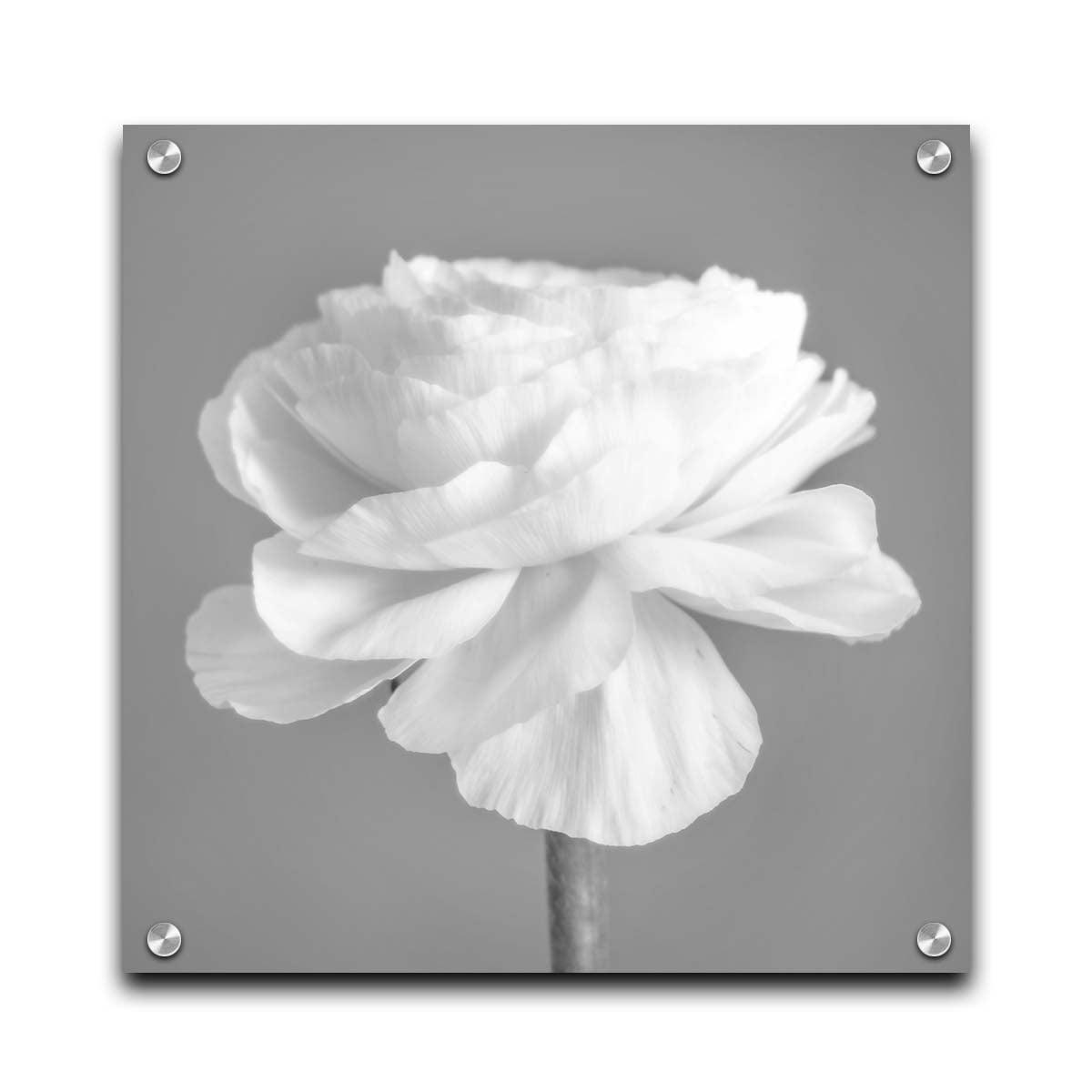 A square grayscale photograph of a light flower. Printed on acrylic.