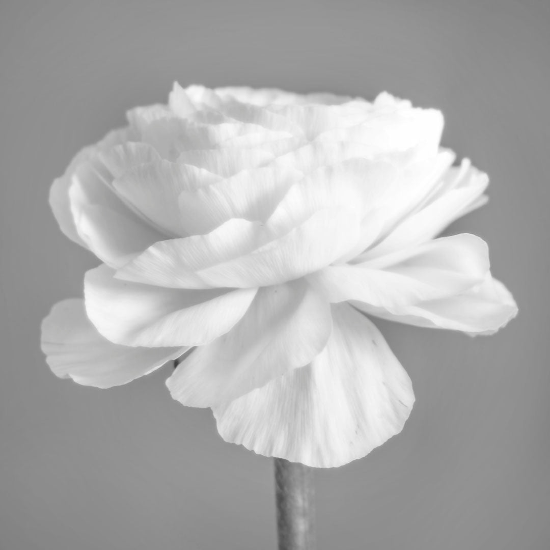 Dragable Image