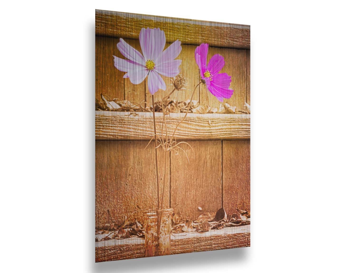 A photograph of two purple flowers in front of wooden steps, with all but the flower petals edited with a sepia tone. Printed on metal.