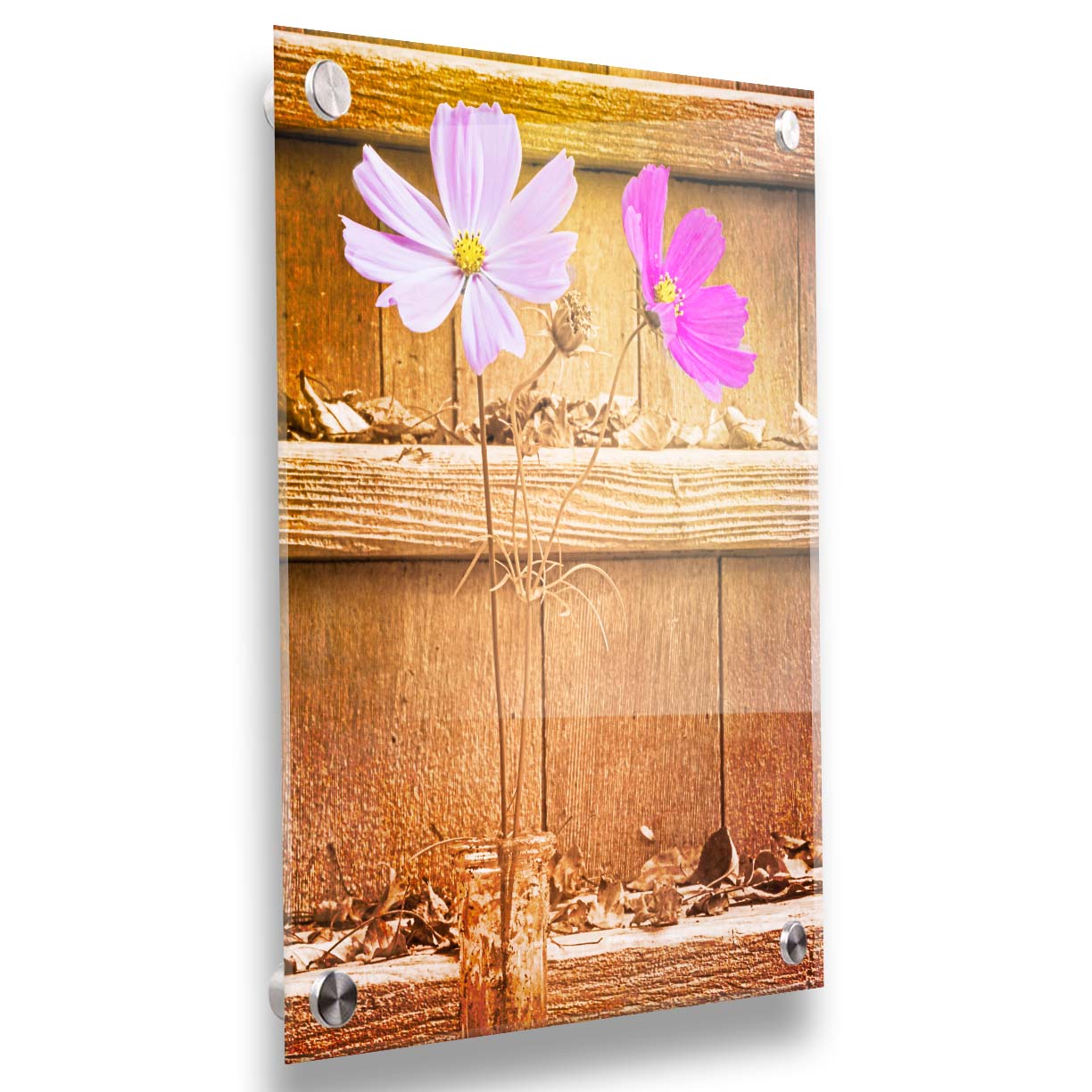 A photograph of two purple flowers in front of wooden steps, with all but the flower petals edited with a sepia tone. Printed on acrylic.