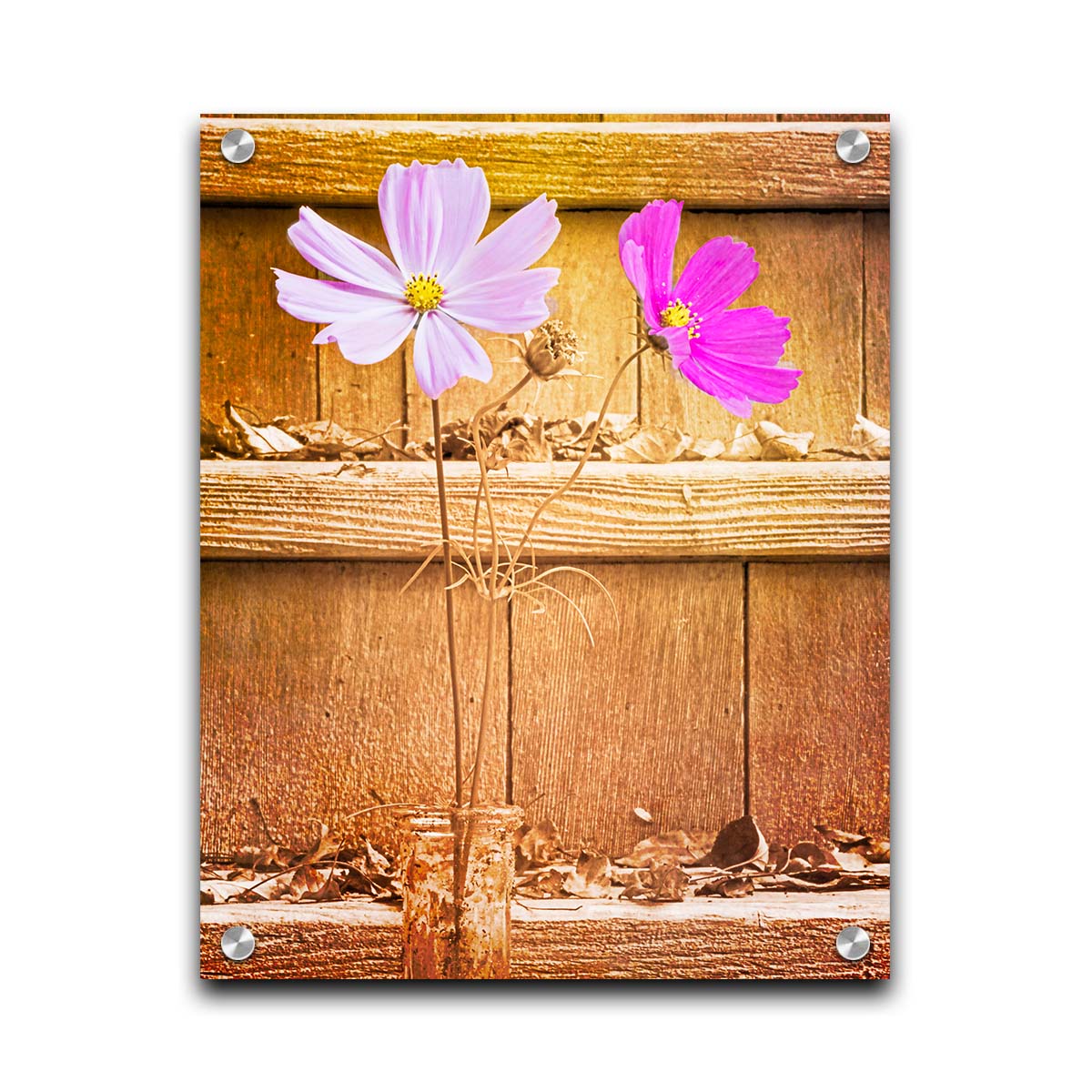 A photograph of two purple flowers in front of wooden steps, with all but the flower petals edited with a sepia tone. Printed on acrylic.