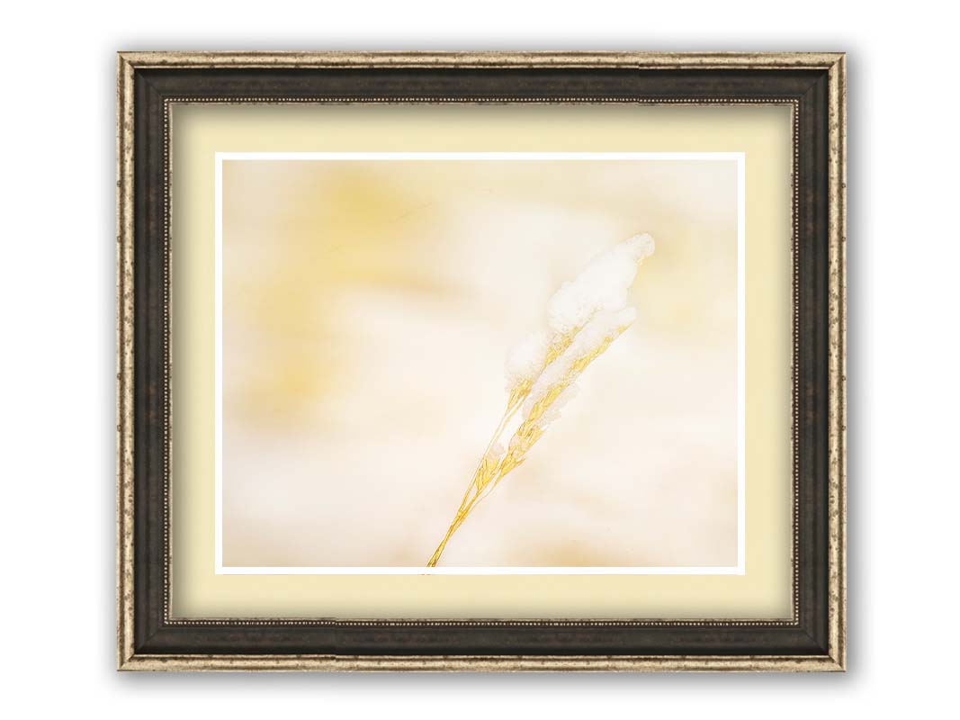 A photograph of a fine strand of grass seed delicately topped with icy snow. Printed on paper, matted, and framed.