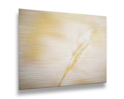 A photograph of a fine strand of grass seed delicately topped with icy snow. Printed on metal.