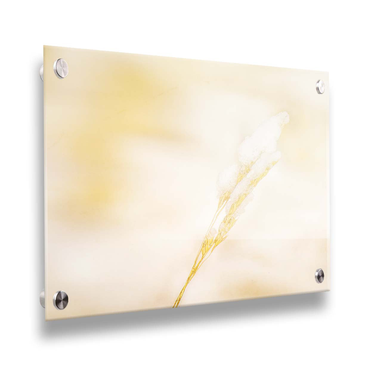 A photograph of a fine strand of grass seed delicately topped with icy snow. Printed on acrylic.