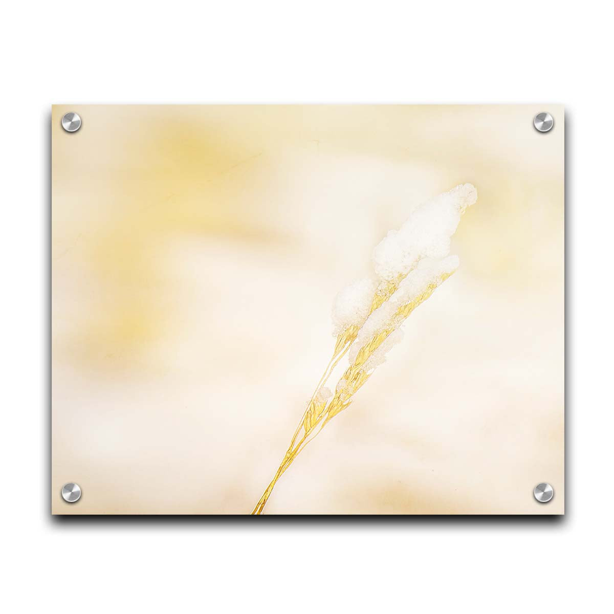 A photograph of a fine strand of grass seed delicately topped with icy snow. Printed on acrylic.