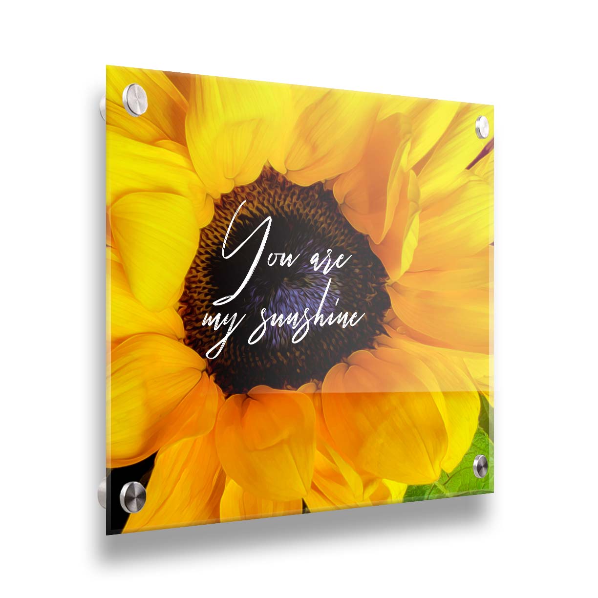 A closeup photo of a bright yellow sunflower, edited in a painterly style and overlaid with the quote "You are my sunshine." Printed on acrylic.