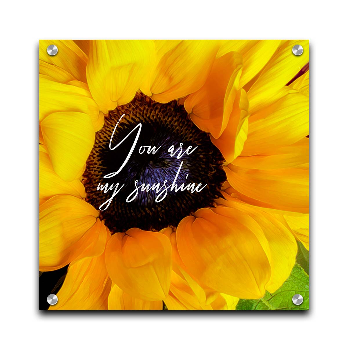 A closeup photo of a bright yellow sunflower, edited in a painterly style and overlaid with the quote "You are my sunshine." Printed on acrylic.