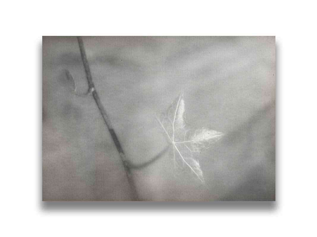 A grayscale photograph of a newly sprouted leaf on a twig, glowing in the sunlight. Printed on canvas.