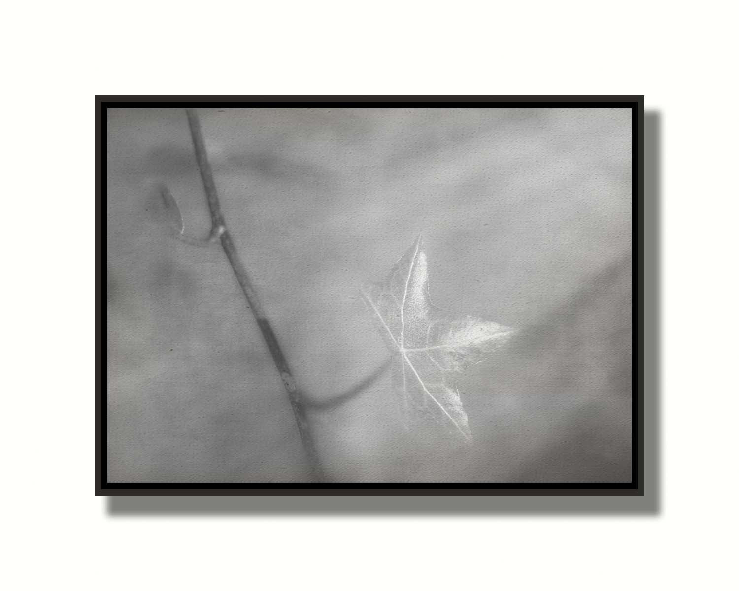 A grayscale photograph of a newly sprouted leaf on a twig, glowing in the sunlight. Printed on canvas in a float frame.