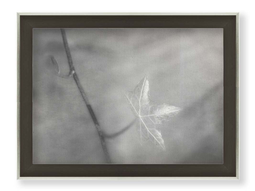 A grayscale photograph of a newly sprouted leaf on a twig, glowing in the sunlight. Printed on canvas and framed.