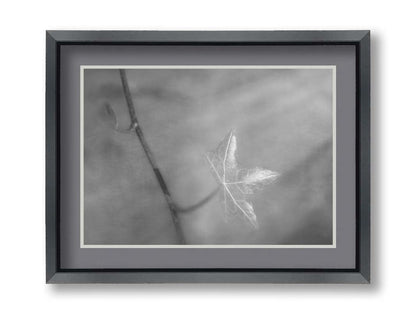 A grayscale photograph of a newly sprouted leaf on a twig, glowing in the sunlight. Printed on paper, matted, and framed.