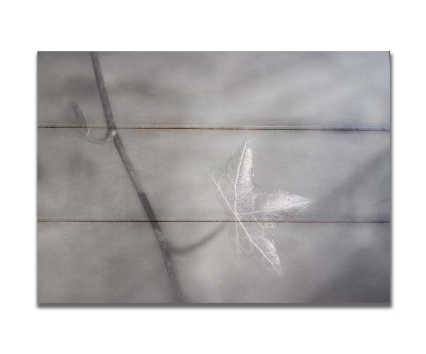 A grayscale photograph of a newly sprouted leaf on a twig, glowing in the sunlight. Printed on a box board.