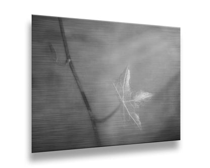 A grayscale photograph of a newly sprouted leaf on a twig, glowing in the sunlight. Printed on metal.