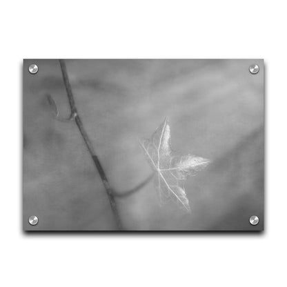 A grayscale photograph of a newly sprouted leaf on a twig, glowing in the sunlight. Printed on acrylic.