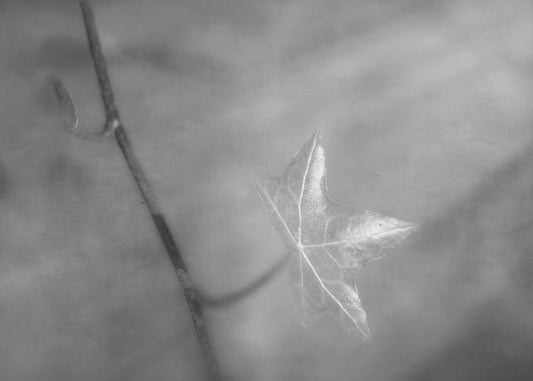 A grayscale photograph of a newly sprouted leaf on a twig, glowing in the sunlight. 
